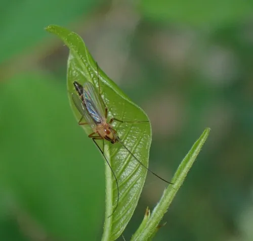 Chironomus ochreatus