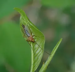 Chironomus ochreatus thumbnail 1