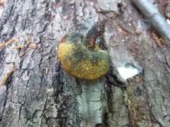 ink stain bolete thumbnail 2