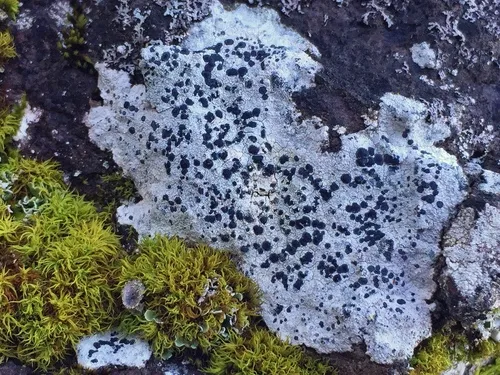 Porpidia speirea