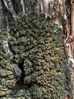 Dotted Jelly Lichen thumbnail 2
