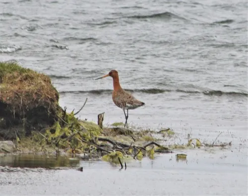 Black-tailed Godwit