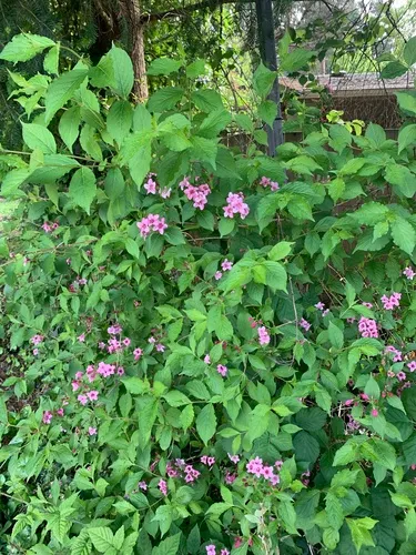 garden weigela