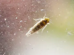 Ligurian Leafhopper thumbnail 4
