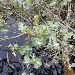 coastal willow thumbnail 2