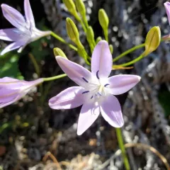 Bridges' Brodiaea thumbnail 3