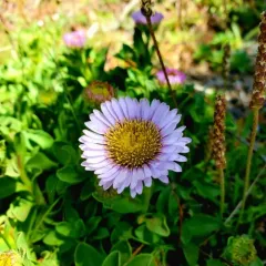 seaside daisy thumbnail 2