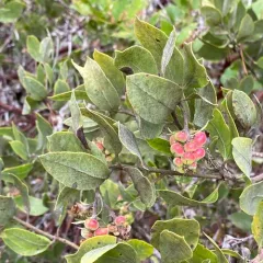 hairy manzanita thumbnail 3