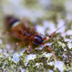 Belted Springtail thumbnail 3
