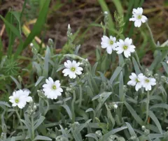 Snow-in-summer thumbnail 4