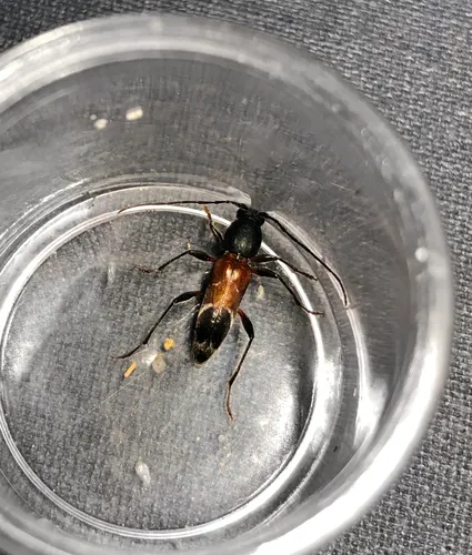 Grape Trunk Borer