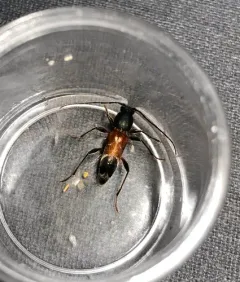 Grape Trunk Borer thumbnail 1