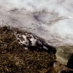 White-tailed Ptarmigan thumbnail 2