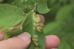 Taphrina coryli thumbnail 3