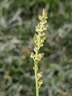 Slender Arrowgrass thumbnail 1