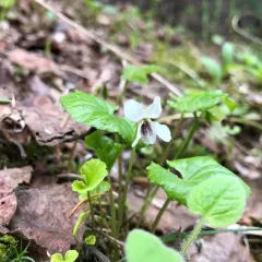 kidneyleaf white violet thumbnail 4