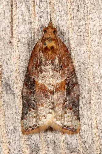 Argyrotaenia repertana