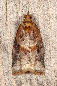 Argyrotaenia repertana thumbnail 1