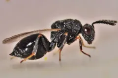 Eurytoma obtusiventris thumbnail 2