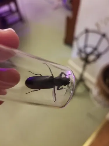 Stout's Hardwood Borer