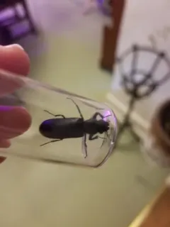 Stout's Hardwood Borer thumbnail 1