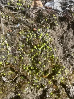 Asterella saccata thumbnail 3