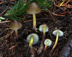 Snowmelt Mycena thumbnail 2