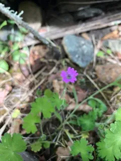 Hedgerow Crane's-bill thumbnail 4