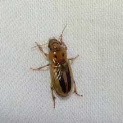Lined Stenolophus thumbnail 3