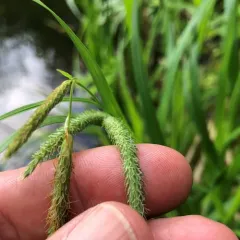 fringed sedge thumbnail 3