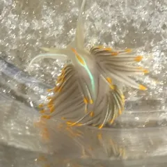 Horned Nudibranch thumbnail 3