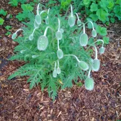 Oriental Poppy thumbnail 2