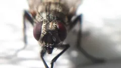 Helina depuncta thumbnail 2