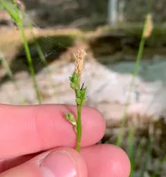fibrous-rooted sedge thumbnail 3