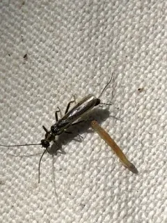 Least Stripetail thumbnail 4