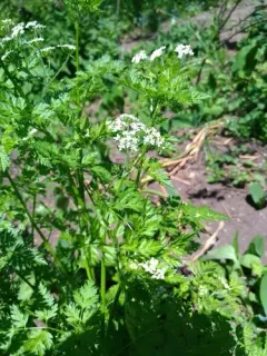 Garden Chervil thumbnail 3