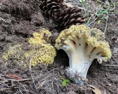 Ramaria rasilispora thumbnail 3