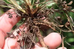 Rhizobium leguminosarum thumbnail 2
