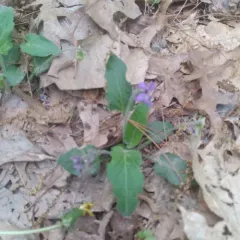Arrowleaf Violet thumbnail 4