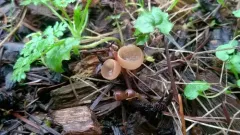 Ciboria amentacea thumbnail 2
