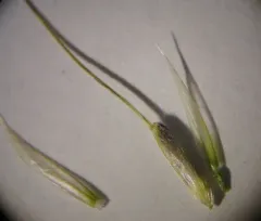 lemmon's needle grass thumbnail 3