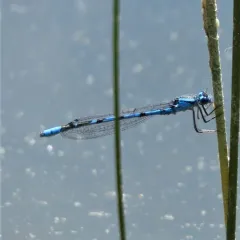 Northern Bluet thumbnail 2