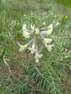 Silky Sophora thumbnail 2