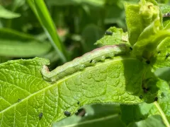 Forbes' Sallow thumbnail 2