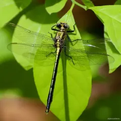 Lilypad Clubtail thumbnail 3