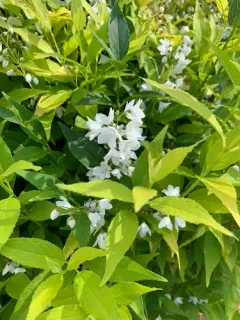 slender deutzia thumbnail 2