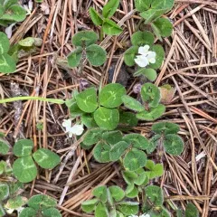 Subterranean Clover thumbnail 3