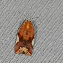 White Triangle Tortrix thumbnail 4