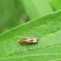 Red-headed Ancylis Moth thumbnail 2