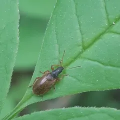 Brown Leaf Weevil thumbnail 3